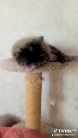 кошка притворяется крутой