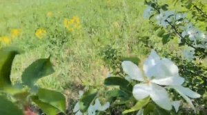 атаманово пионерский 67а