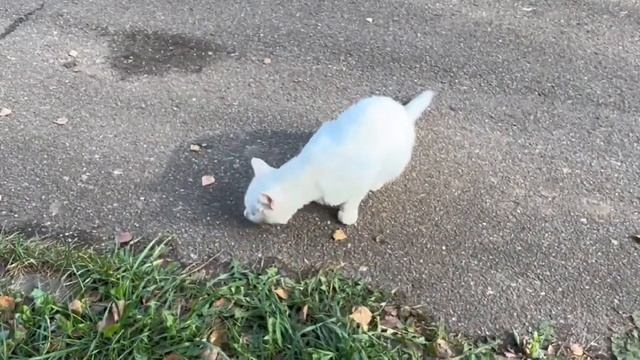 Часть 6:ПРОЕКТ НЕВОЗВРАТА/переварка пола / установка н? смотреть онлайн