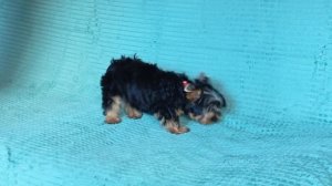 Стандартная девочка Йорка