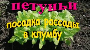 Цветы петуньи посадка рассадой