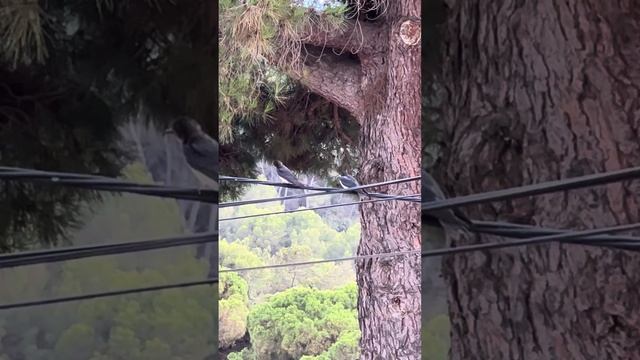 🐥Вылетел из гнезда! И встал на крыло! Ура!!!! смотреть онлайн