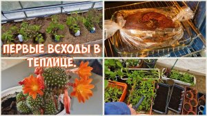 Одно неловкое движение и 🚑 День Победы. Высадили помидоры. Руковожу в теплице.