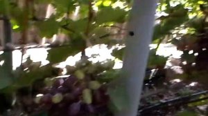 Сорт винограда "Скоренский красный" - сезон 2019 # Grape sort "S