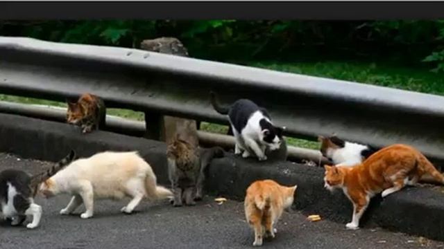 О КОТАХ И ИЗОБИЛИИ ,КТО ХОЧЕТ БЫТЬ БОГАТЫМ - ХИЛА МАЙ.mp4 смотреть онлайн