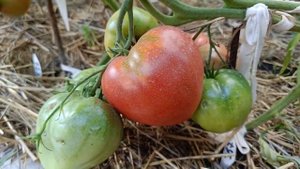 Томат Сибирский тяжеловес