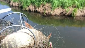Рыбалка на хапуги на микроречке,за огородом у дома.