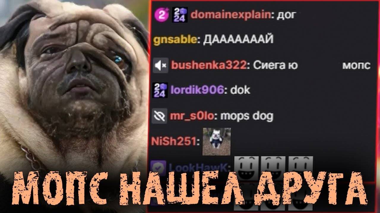 Американский бульдог заставил трястись Сиежку мопса - Головач - LenaGolovach Best Moments Dota 2