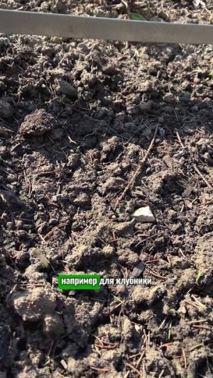 Чем опасны суховеи весной #сад #дача #огород #рассада #комнатныерастения
