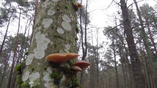 Грибы зимой в лесу солить жарить гриб Вёшенка грибы Эс смотреть онлайн