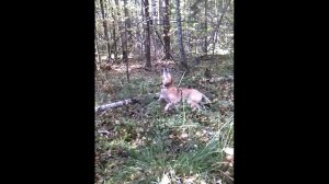 Голос гончей собаки. Трио! А вы слышали такой концерт?