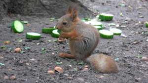 Бельчонок с коротким хвостом. Зарисовка