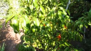 Нужен ли полив ранней осенью . На примере персика.