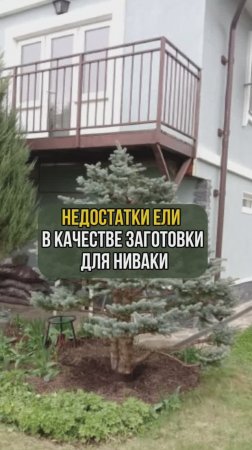 Недостатки ели в качестве заготовки для ниваки
