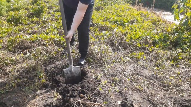 Уборка Картофеля / Богатый Урожай смотреть онлайн