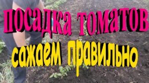 Посадка томатов, сажаем правильно. Урожай обеспечен.