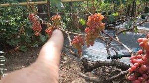 Виноград Карина, виноградник Король В. Н. г. Краснодар S