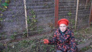 Как, чем и когда укрывать виноград - 7 дач