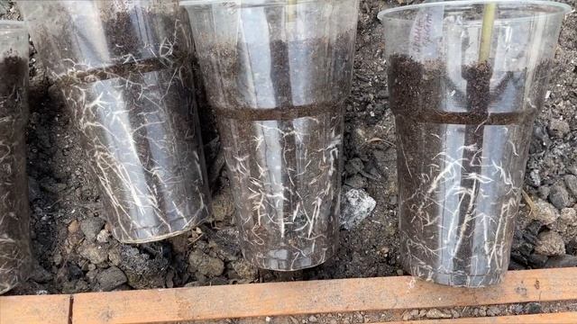 21 апреля Высадка черри томатов в Старой теплице / Минс смотреть онлайн