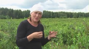 ПОЧЕМУ ПОЛЕЗНА ИМЕННО ОРГАНИЧЕСКАЯ ГОЛУБИКА