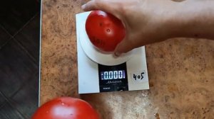 Томат Русский богатырь