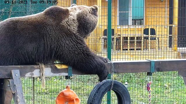 Добытый помидор. 🐻🍅🍅🍅 смотреть онлайн