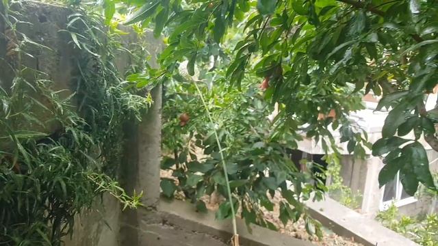 Гранат 2024 г. смотреть онлайн