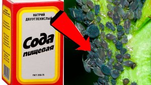 Как избавиться от тли за 3 Секунды..