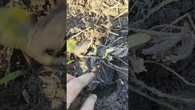 Весенняя посадка клубники