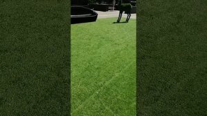 Какие развлечения есть на площади Советов