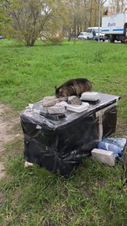 Пулковская придворная кошка Зеленоглазка кушает на домике у люка