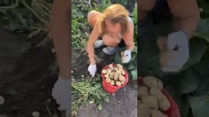 Май Абрикосов