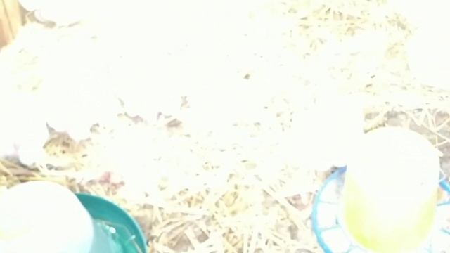 ВЫРАЩИВАНИЕ БРОЙЛЕРОВ ОТ НАЧАЛА ДО КОНЦА. смотреть онлайн