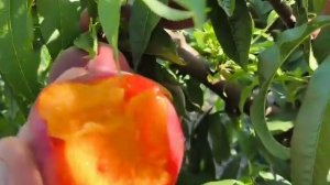 Персик Карла. Peach Carla. Супертоварність і смак!