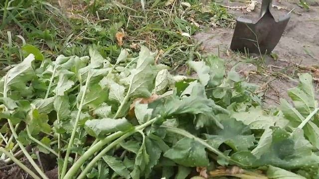 Редька зелёная, чёрная, дайкон. Урожай 2024