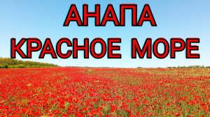 # Бугазская коса. Станица Благовещенская. Маки.