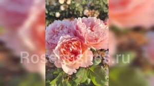 Принцесс Шарлин де Монако. Rosebushes.ru