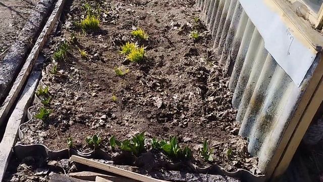 у нас погода. перепелов стало меньше. цыплята вредител смотреть онлайн