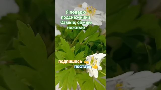 ДАРИТЕ женщинам ЦВЕТЫ / Я подарю ПОДСНЕЖНИКИ самые сам