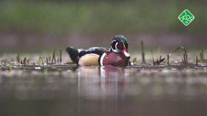 Маленькие обитатели пруда. Анонс. Канал ЗОО ТВ