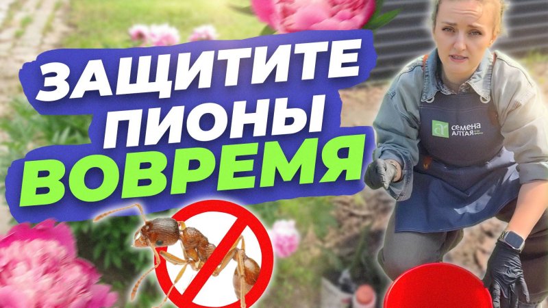 ЗАЩИТИТЕ ПИОНЫ ВОВРЕМЯ