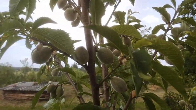 Сезон 2024. 29 мая. Персики в Грозу - ждут с Небес слезу! смотреть онлайн