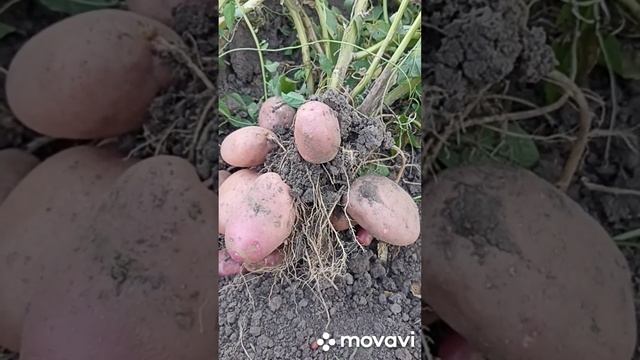 КАКУЮ САРПО МИРА МЫ В ЭТОМ ГОДУ В ПОЛЕ ВЫРАСТИЛИ // ВАЦА смотреть онлайн