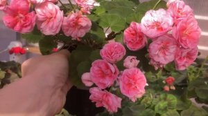 ИВ «Эхо Любви» и другие пеларгонии. Обзор 5/05/25