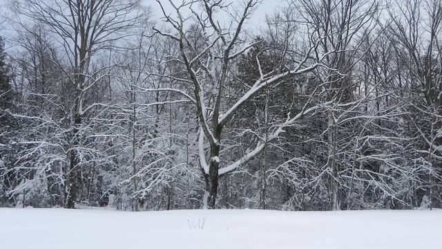 Ты чего тут забыла овца?! Гордо спросила свекровь, едва смотреть онлайн
