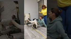 Самый крутой пёс Макс ищет дом и хозяев😎