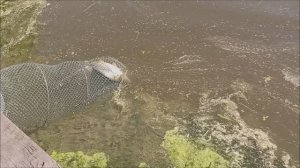 Утренние поимки карпа на Верхнем пруду. Клёвое место лосиный остров.