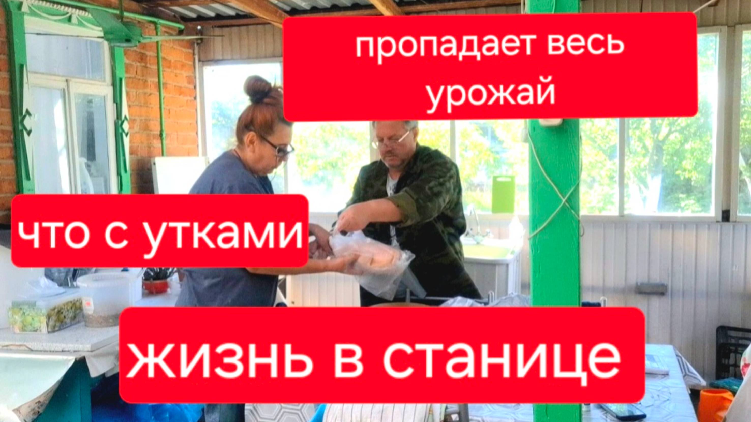 494 🏠 Жизнь в станице. Урожая не будет. Нужен ваш совет.Что с утками? Всех взвесили.