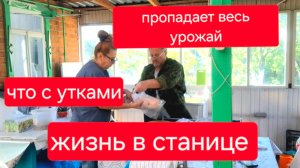 494 🏠 Жизнь в станице. Урожая не будет. Нужен ваш совет.Что с утками? Всех взвесили.