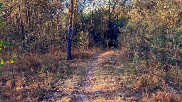 ГОМЕЛЬ СОХРАНИЛ ПРИРОДУ / НУЖНО БОЛЬШЕ ВЫСОКИХ ДЕРЕВЬ? смотреть онлайн